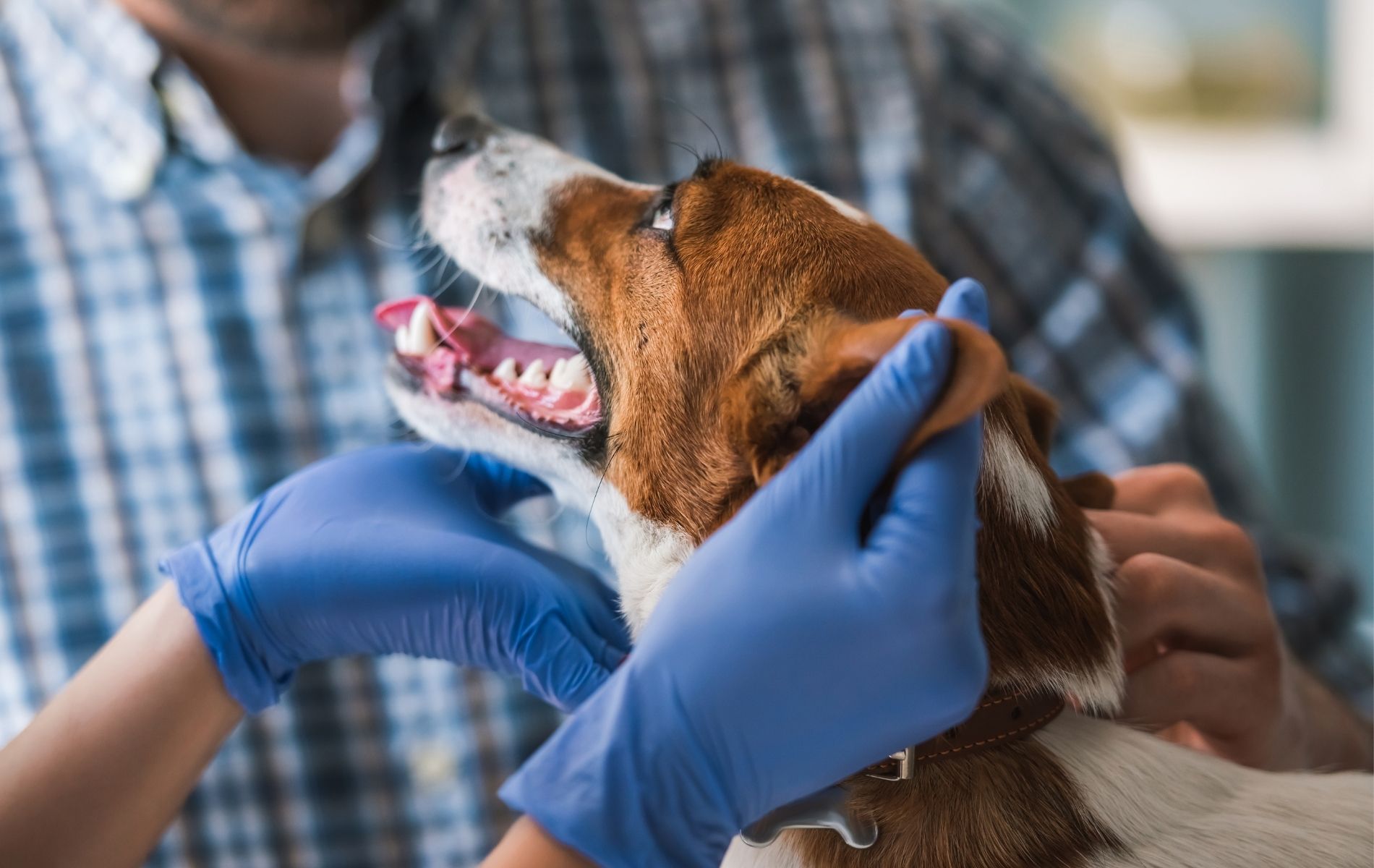 Pet Wellness Care Kenai, AK 99611 Kenai Veterinary Hospital