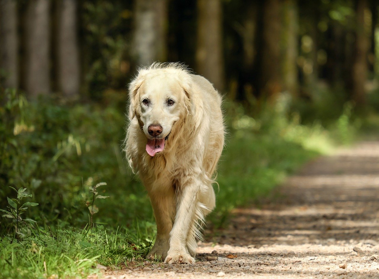 5 Reasons Why Senior Pets Make the Best Pets - Kenai Veterinary Hospital 5 Reasons Why Senior Pets Make the Best Pets - Kenai Veterinary Hospital