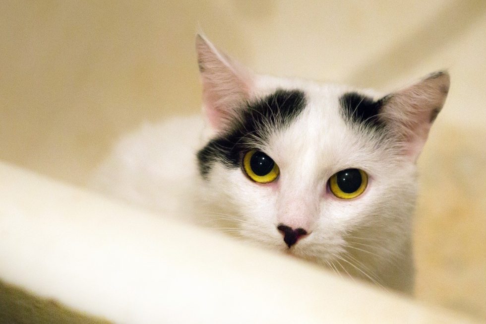 What Cat Owners Need to Know About Hairballs Kenai Veterinary Hospital