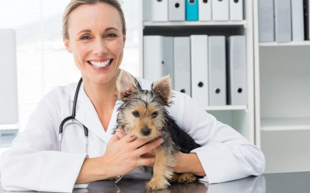 How To Have Stress-Free Vet Visits