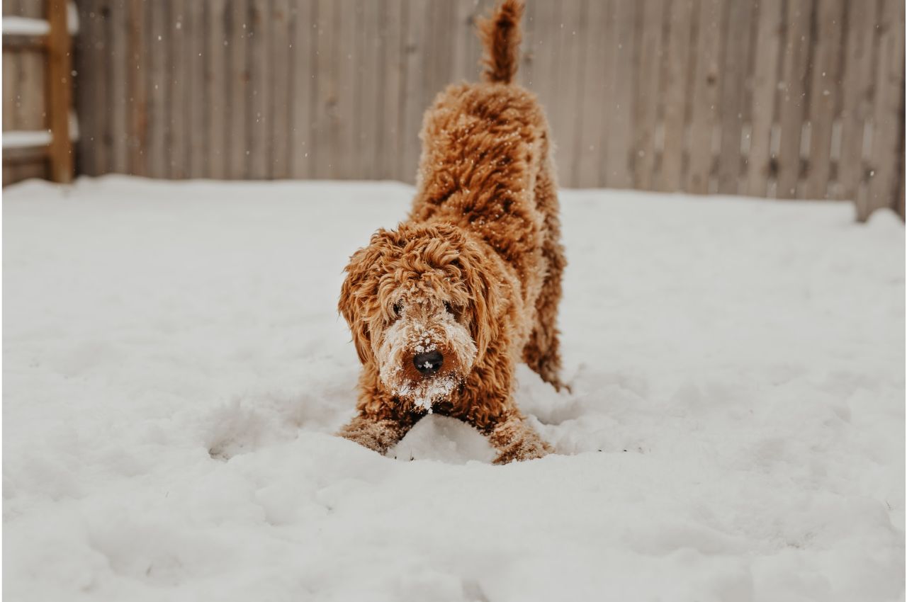 how-to-walk-your-dog-safely-in-the-cold-kenai-veterinary-hospital