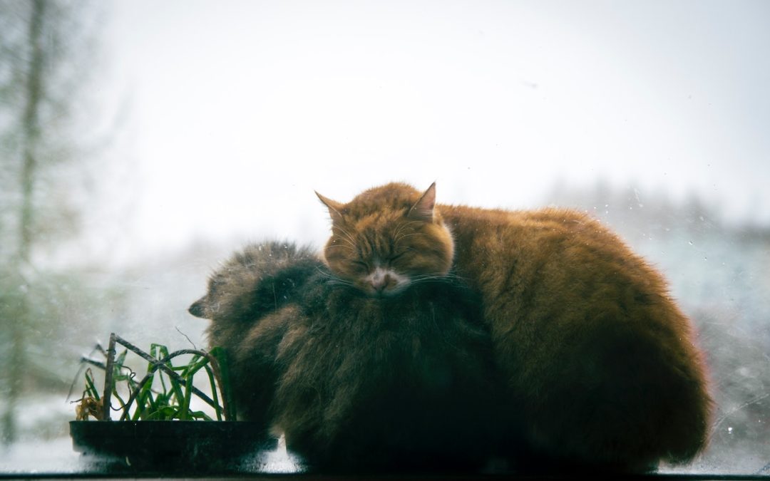 Two cats cuddling in the window