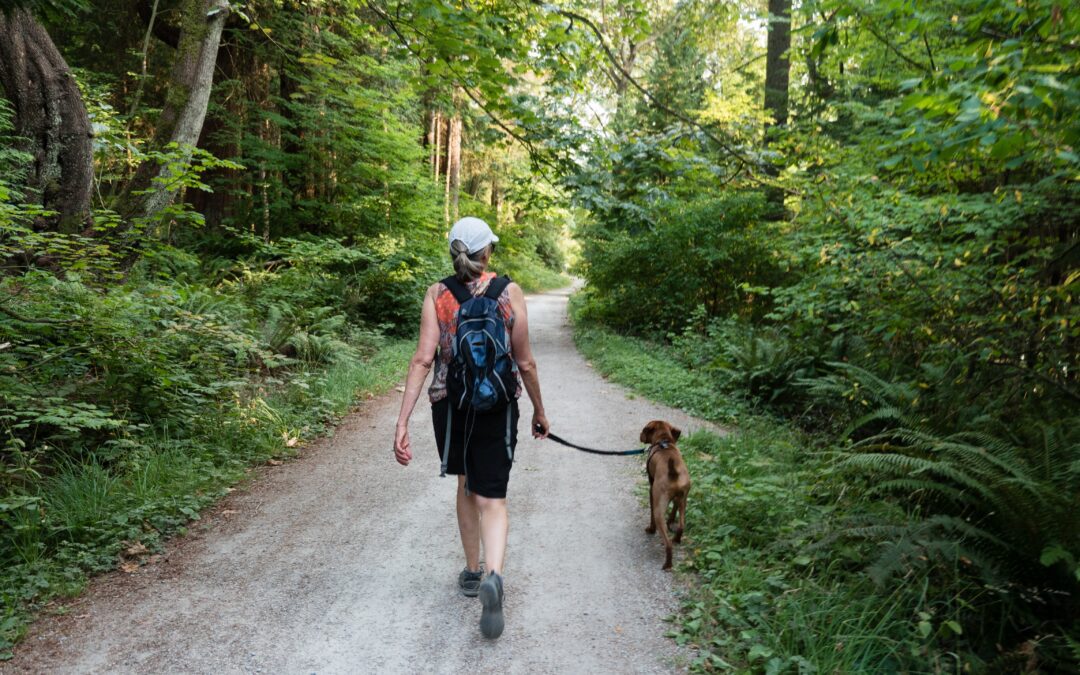 Guaranteeing Your Furry Friend’s Safety During Leisurely Strolls with These Valuable Tips