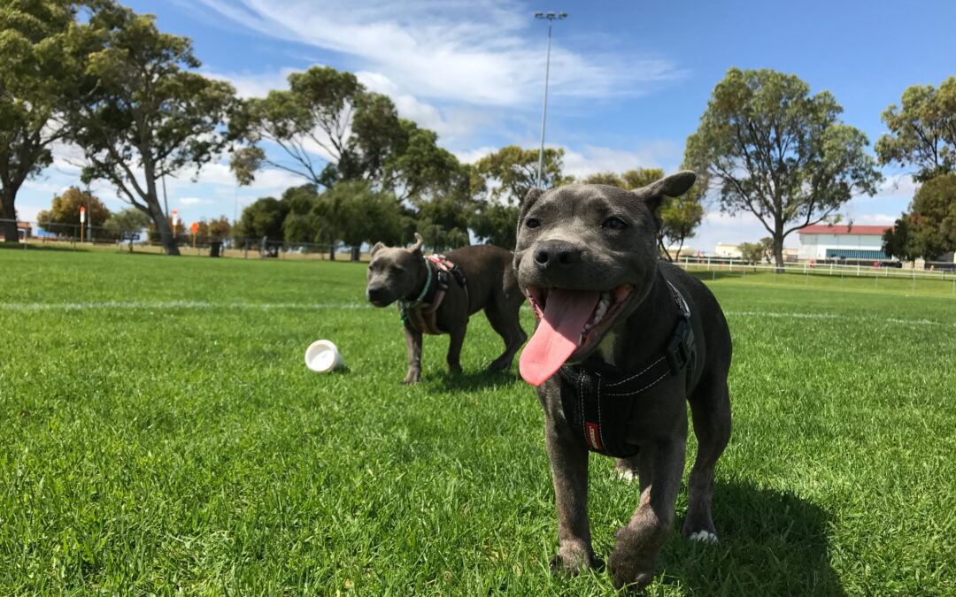 Ensuring Dog Park Fun and Safety: 4 Vital Tips for Pet Owners