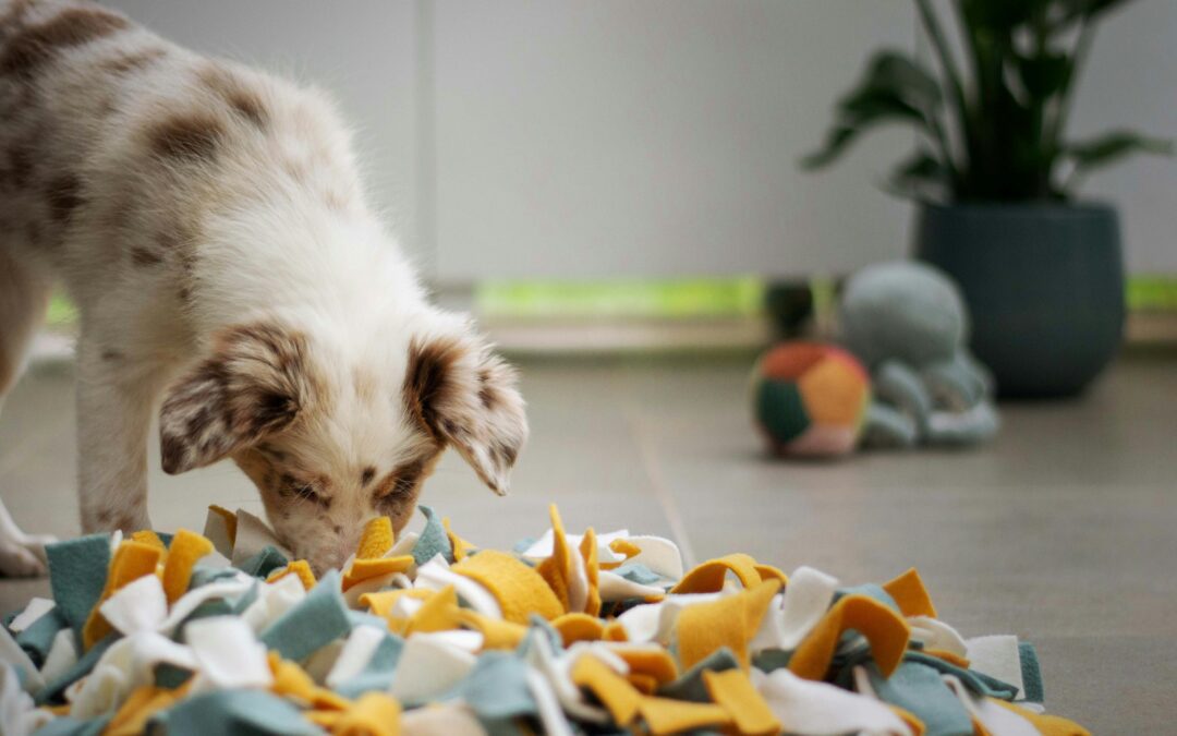 A Guide to Common Household Toxins for Pets: Pet-Proof Your Home