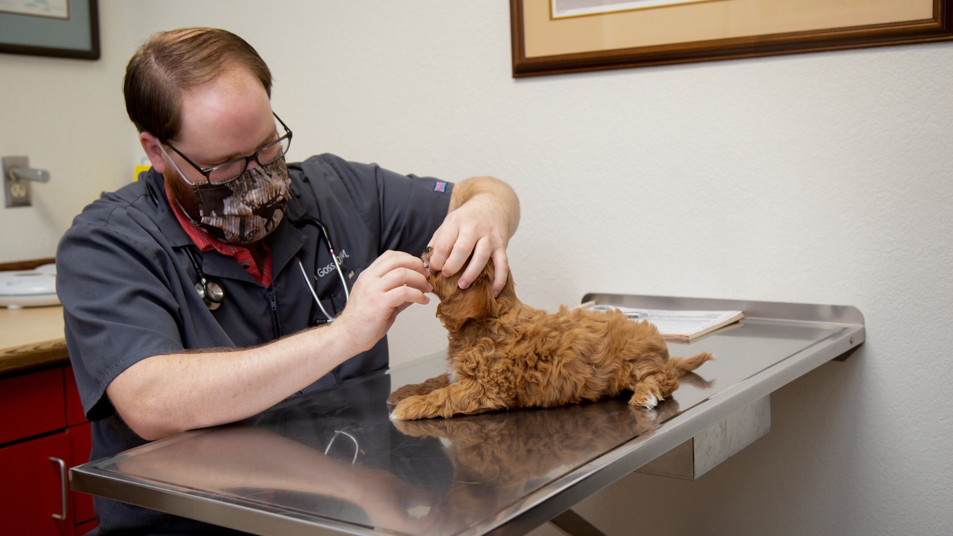 a vet staff closely examines a dog