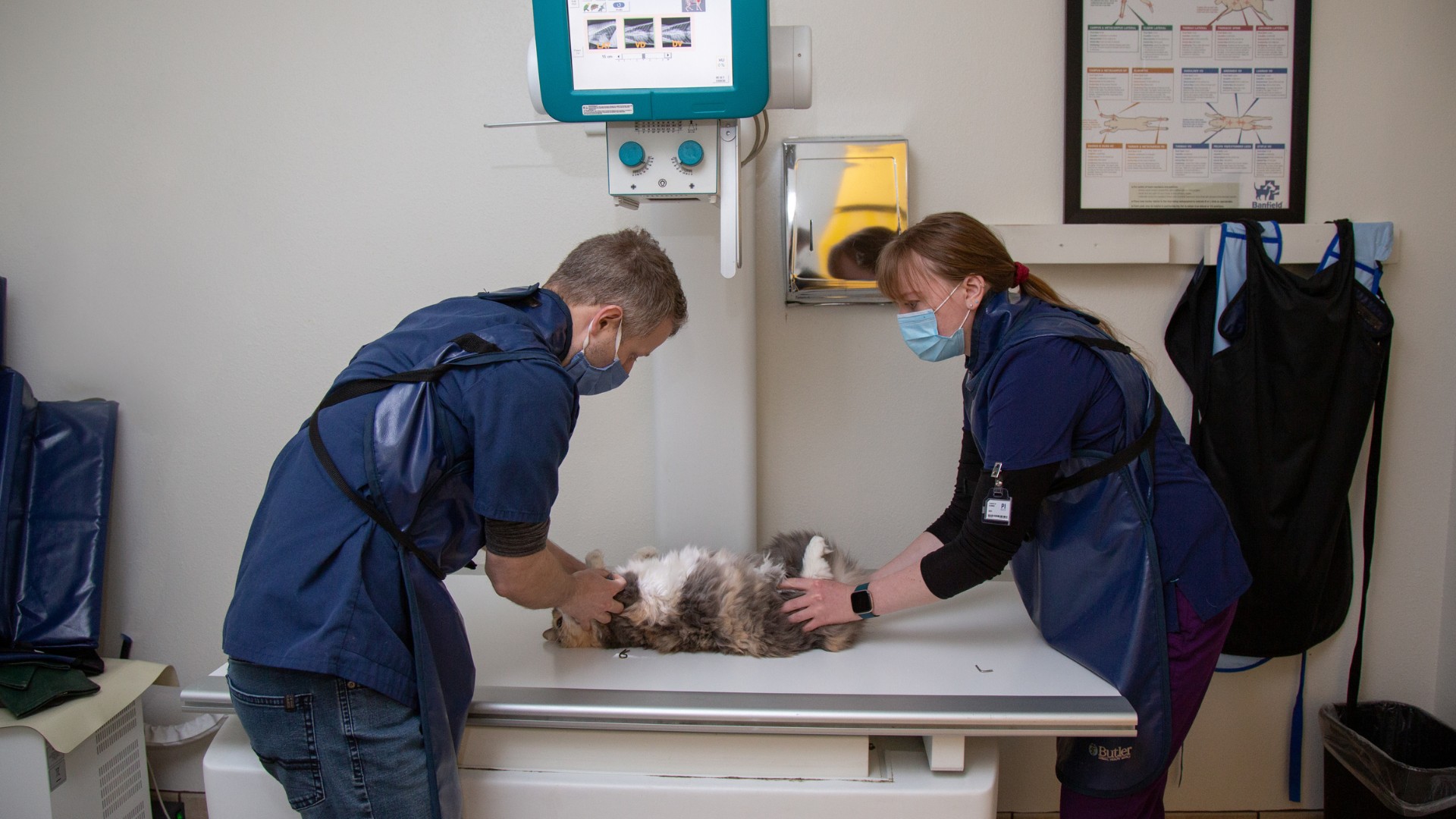 a cat on a table being examined by two vet staff