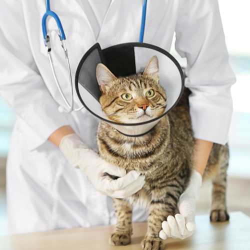 a vet with a cute cat wearing a cone 