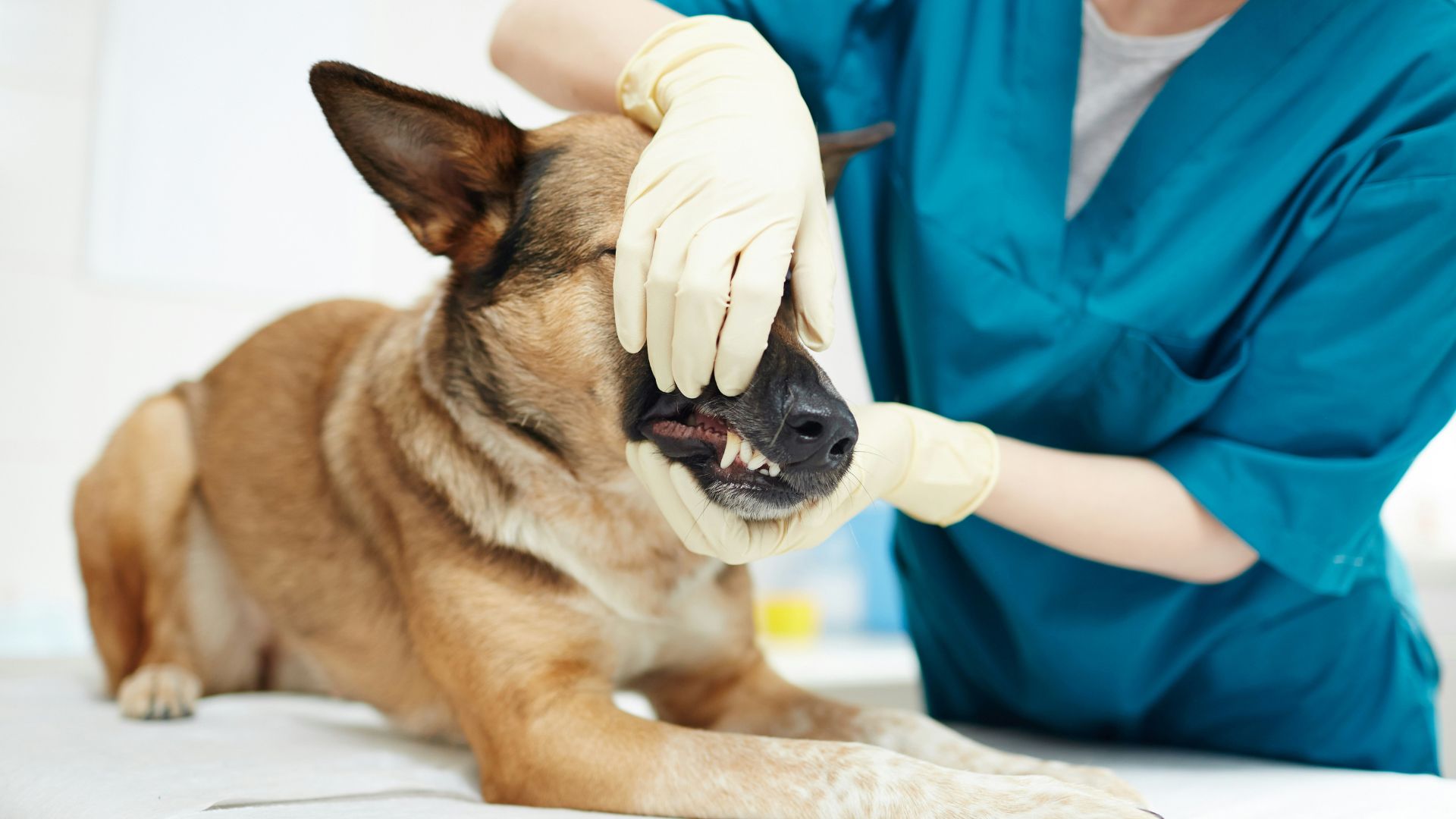 a vet staff closely examines a dog