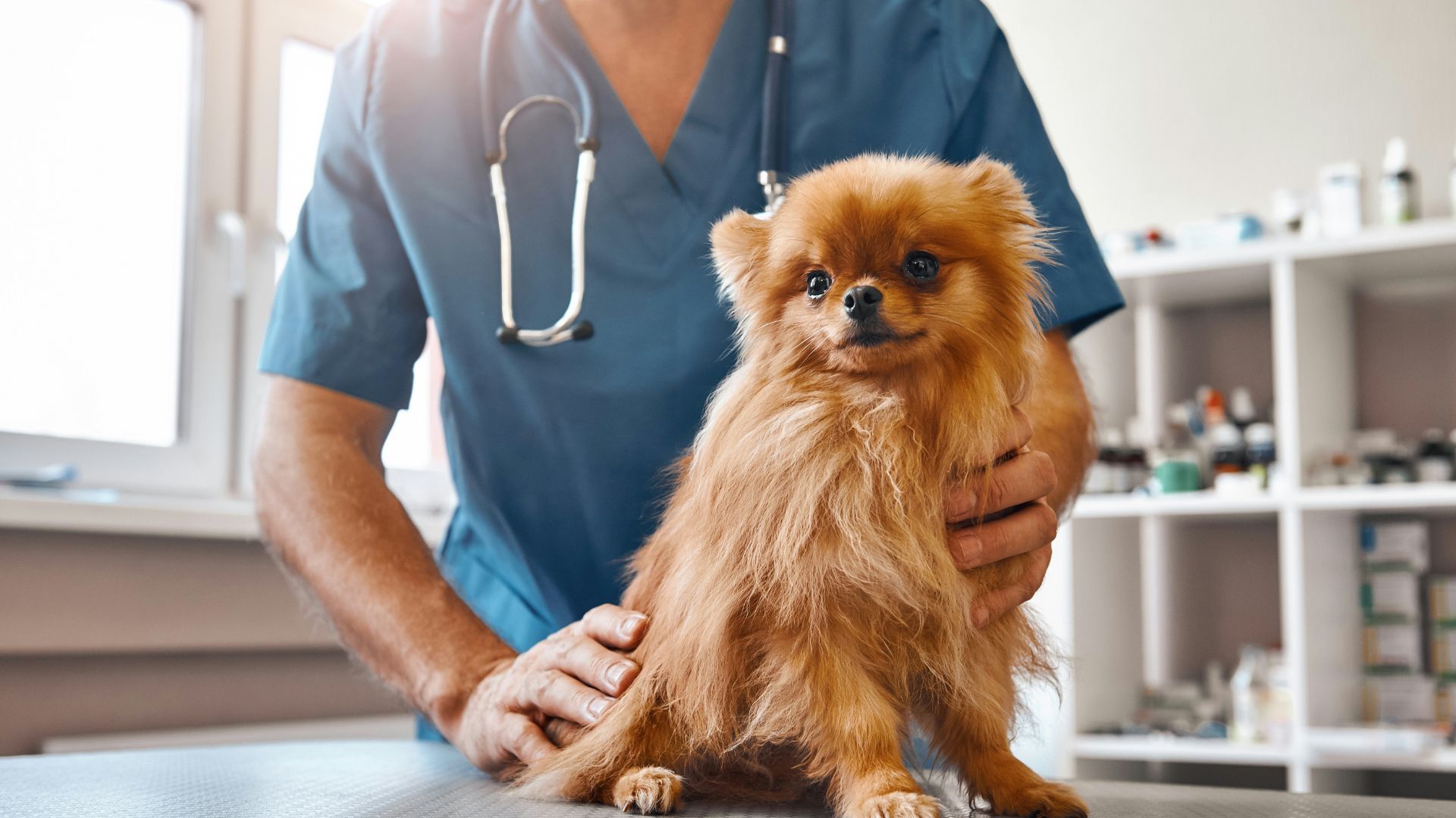 a cat on a table being examined by two vet staff