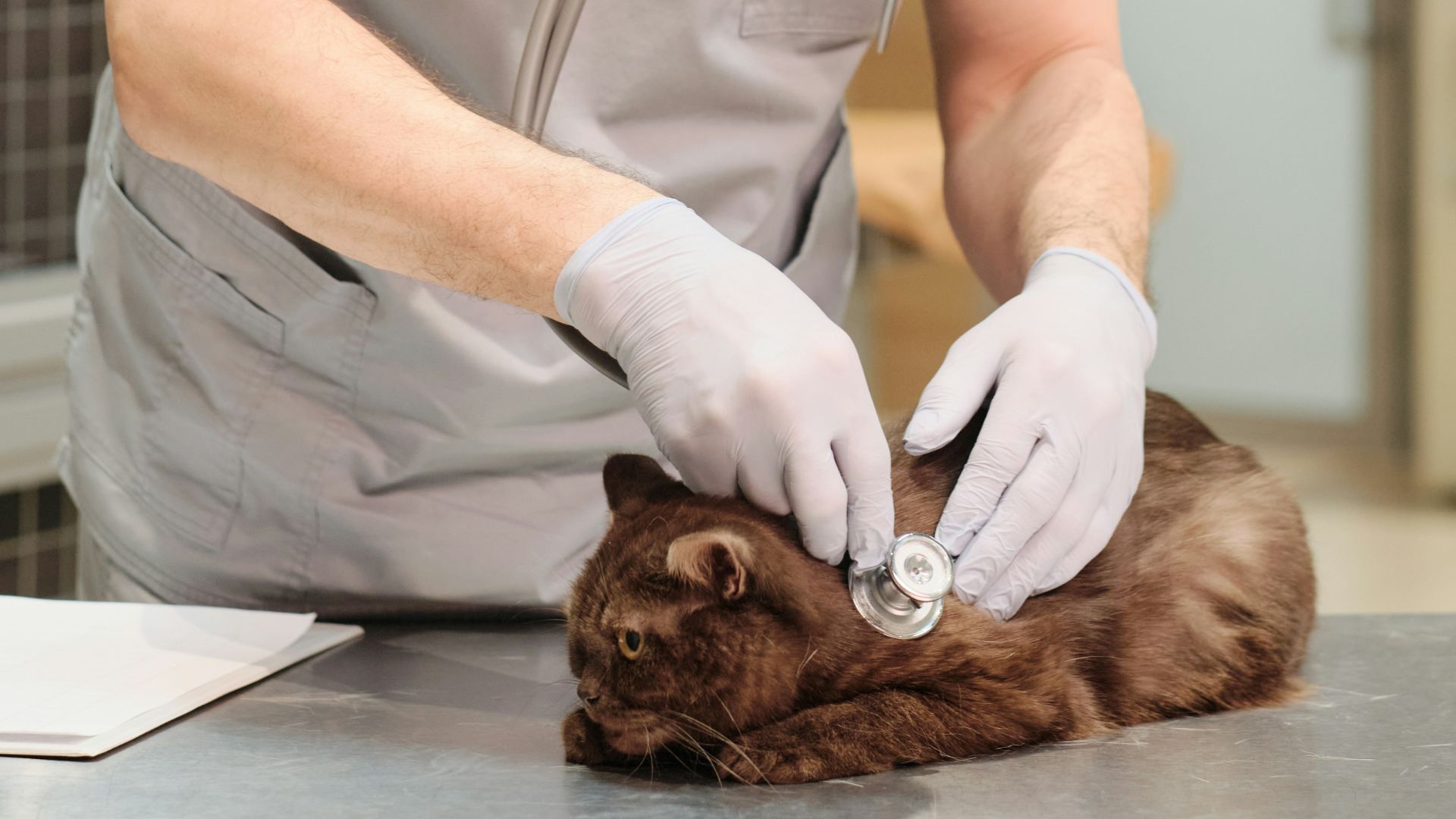 a cat on a table being examined by two vet staff